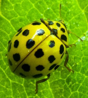 coccinella gialla ma quale? Psyllobora vigintiduopunctata